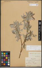 Foto von Salix repens L. x Salix viminalis L.